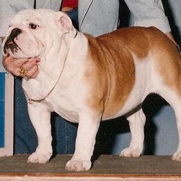 Bulldog All Grown Up from Mouser Bulldogs