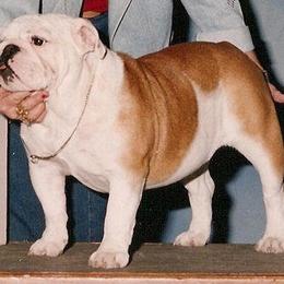 Bulldog All Grown Up from Mouser Bulldogs