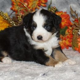 Miniature American Shepherd, Miniature Australian Shepherd, and Toy Australian Shepherd Puppies from MercyMe Miniature American Shepherds
