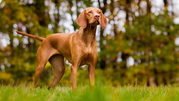 Find Vizsla puppies for sale near Danville, CA