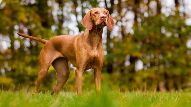 Vizsla