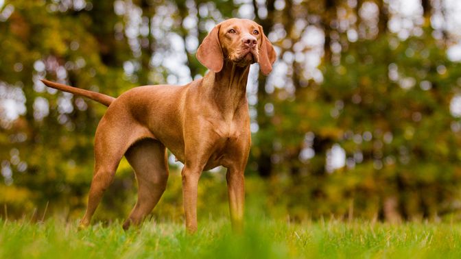 Vizsla