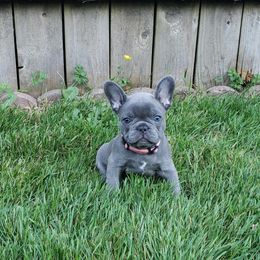 French Bulldog Puppies from Emerald City Blue Frenchies