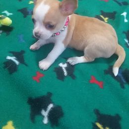 Chihuahua Puppies from SUWYN