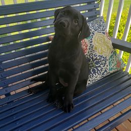 Labrador Retriever Puppies from Tall Pine Labradors LLC