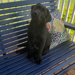 Labrador Retriever Puppies from Tall Pine Labradors LLC