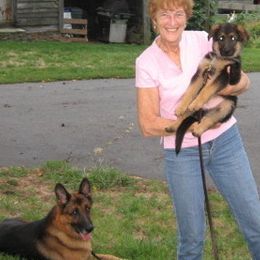 German Shepherd All Grown Up from Von Mathausen German Shepherds