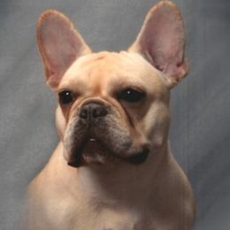Tanzy - French Bulldog