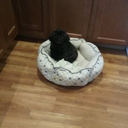 Hattie McDonald - Shih Tzu