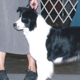 Lena - Border Collie