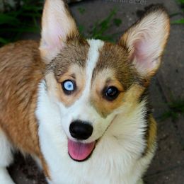 Leia - Pembroke Welsh Corgi