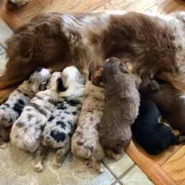 Miniature American Shepherd and Miniature Australian Shepherd Puppies from Lil' Bit Aussie