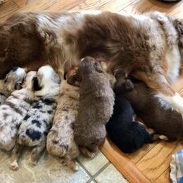 Miniature American Shepherd and Miniature Australian Shepherd Puppies from Lil' Bit Aussie