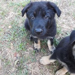German Shepherd Puppies from Southern Legacy German Shepherds