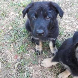 German Shepherd Puppies from Southern Legacy German Shepherds