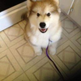 Alaskan Malamute Puppies from Kaylatee Alaskan Malamutes