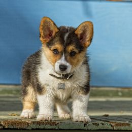 Pembroke Welsh Corgi Puppies from Half Hitch Corgis