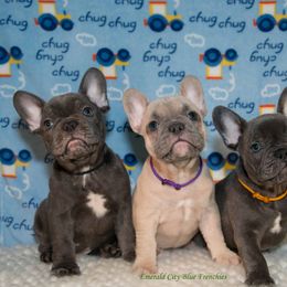 French Bulldog Puppies from Emerald City Blue Frenchies