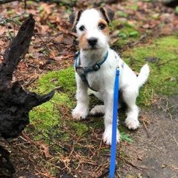 Jack Russell Terrier Puppies from Diamond Gates Jack Russel Terriers