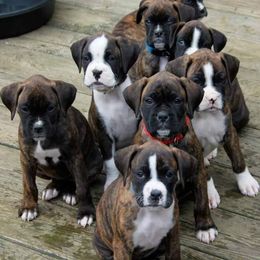 Boxer Puppies from Huntley Boxer Pieces