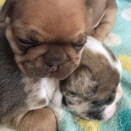 French Bulldog Puppies from PJG Country Life Kennels