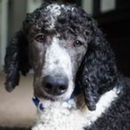 Jack - Poodle