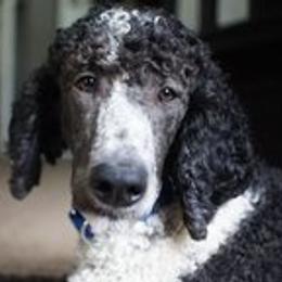 Jack - Poodle