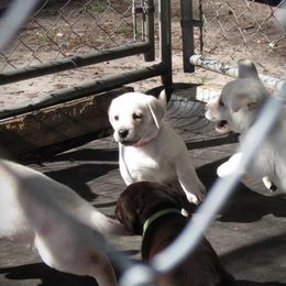 Labrador Retriever Puppies from Aisling Labradors of N.E. Florida