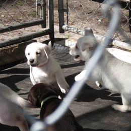 Labrador Retriever Puppies from Aisling Labradors of N.E. Florida