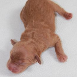 Amber Moon Goldendoodles breeder of Goldendoodle