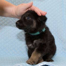 German Shepherd Puppies from Von Gonta Haus German Shepherds