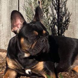 Anya - French Bulldog
