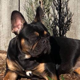 Anya - French Bulldog