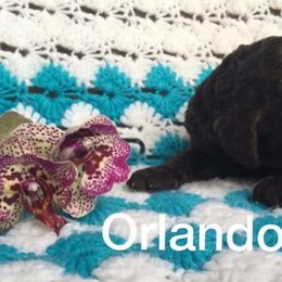 Poodle Puppies from Crystal Creek Standard Poodles