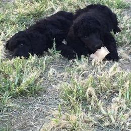 Poodle Puppies from Cadeau Standard Poodles