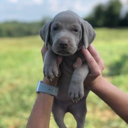 Rhodesian Ridgeback and Weimaraner Puppies from PC Farms