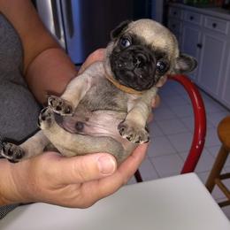 Pug Puppies from Sweetie Pie Pugs