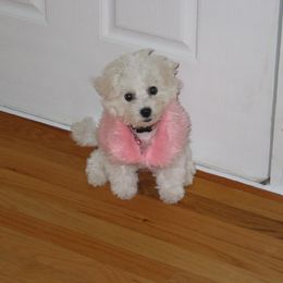 Bichon Frise Puppies from Destiny Bichons
