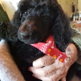 Poodle Puppies from Countryside Standard Poodles