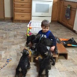 Miniature Schnauzer Puppies from ToMar Miniature Schnauzers 