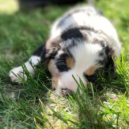 Blue Moon Mini Aussies breeder of 