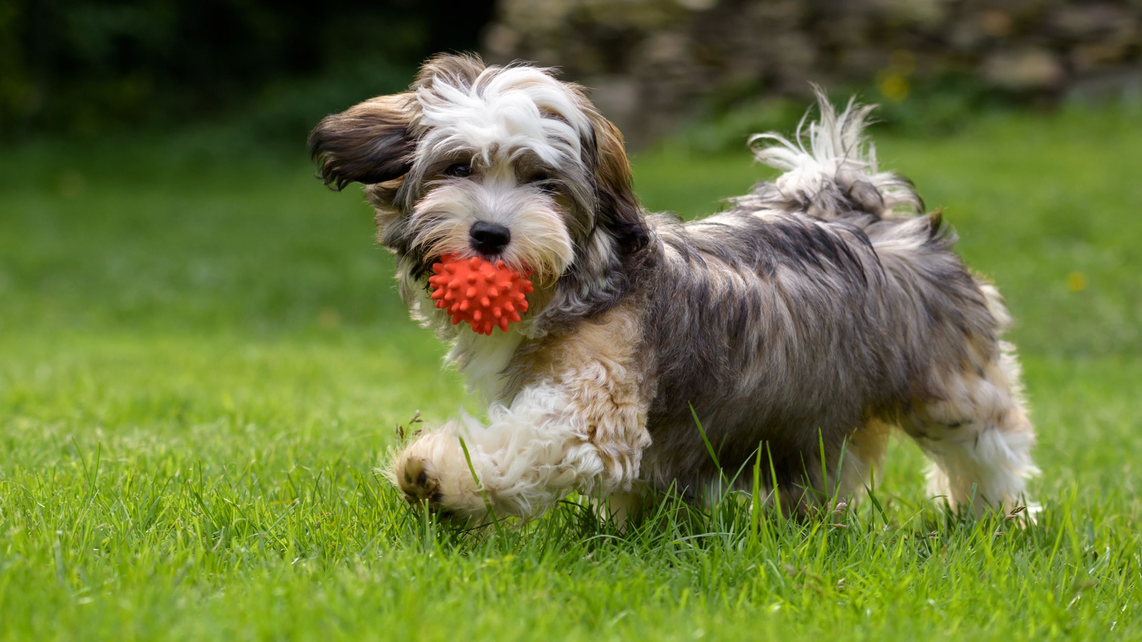 Windy store hill havanese