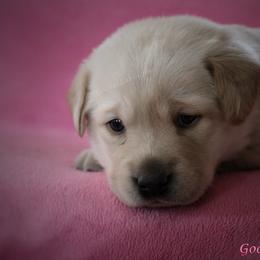 Labrador Retriever Puppies from GocheeLabs