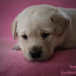 Labrador Retriever Puppies from GocheeLabs