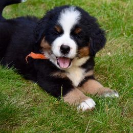 Bernese Mountain Dog Puppies from Stick House Bernese