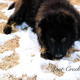 German Shepherd Puppies from Lost Creek German Shepherds LLC