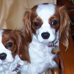Cavalier King Charles Spaniel Puppies from Redwood Forest Cavaliers