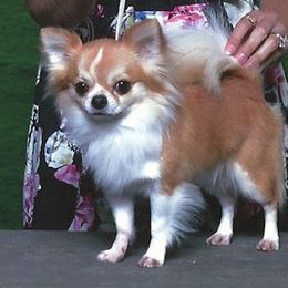Ever - Chihuahua