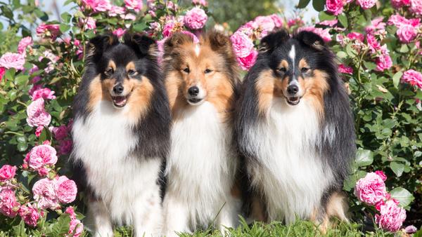 Find Shetland Sheepdog puppies for sale near Indiana