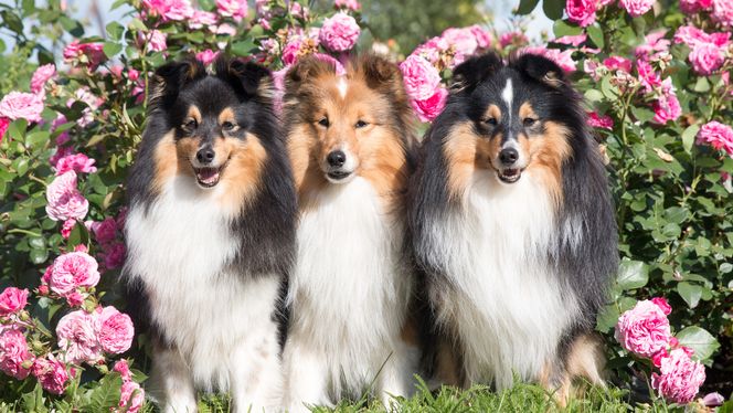 Shetland Sheepdog